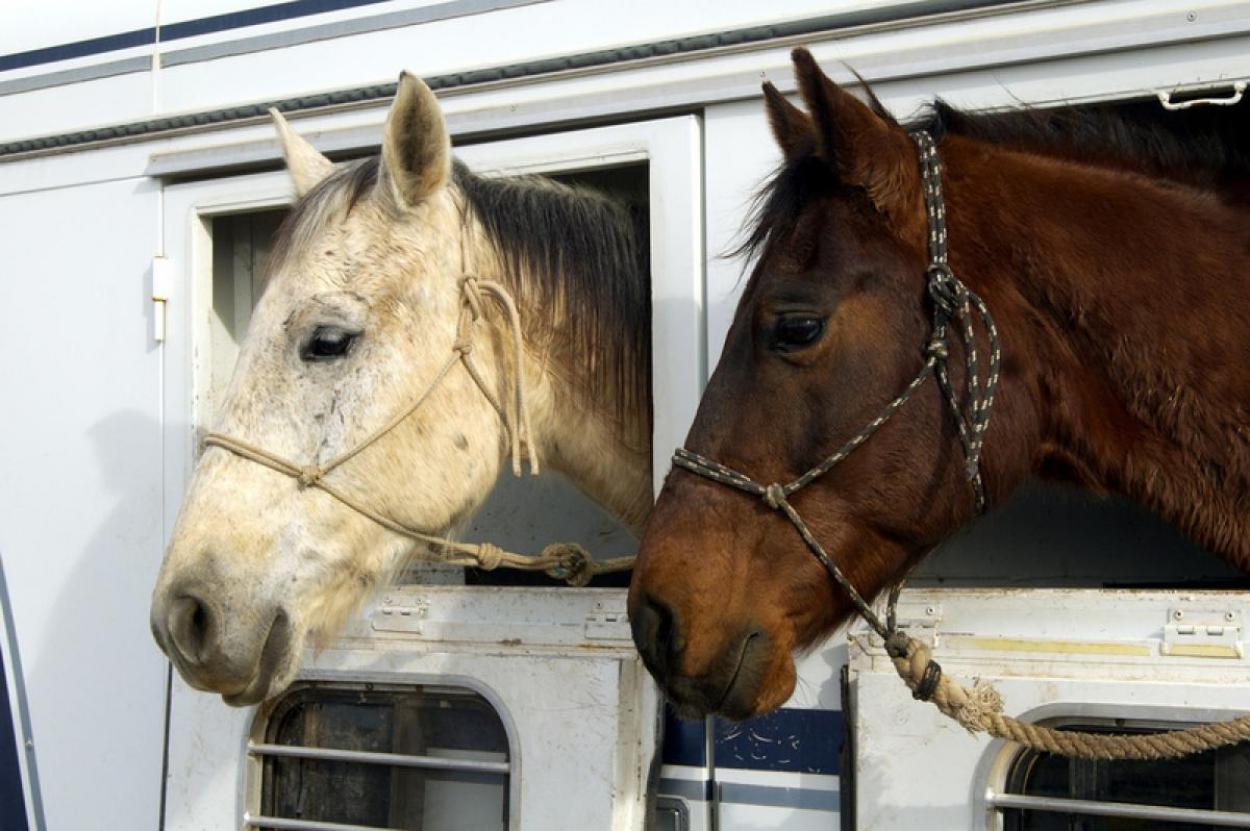 Signs of Trouble When Transporting Horses