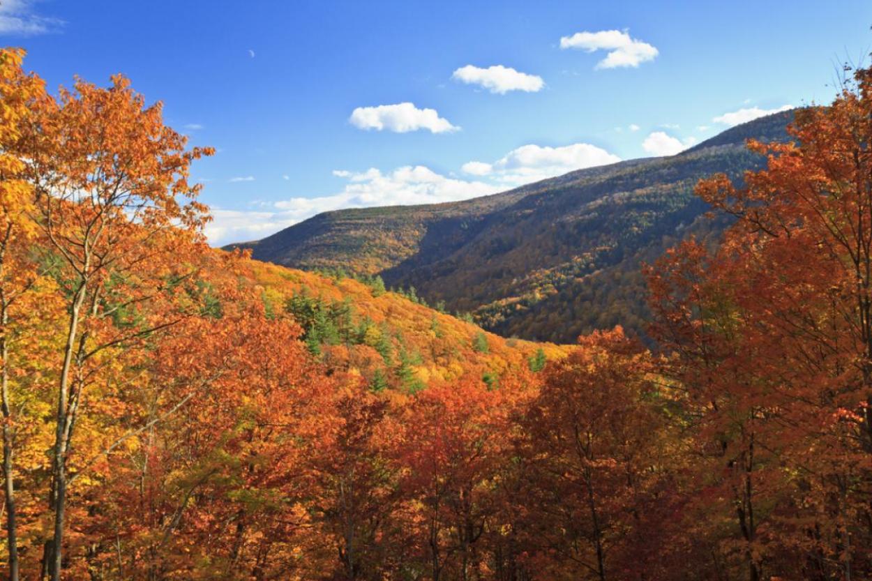 Colorful autumn foliage in Kaaterskill Clove in the Catskills Mountains of New York