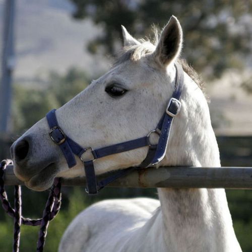 Profile of a white horse