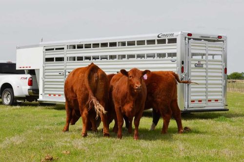 Cows outside a trailer