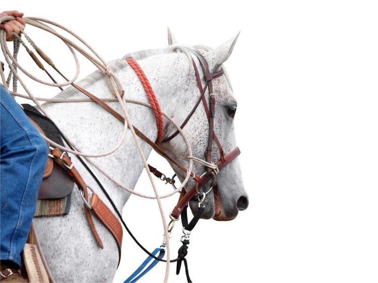 What Is A Ride & Tie Race?