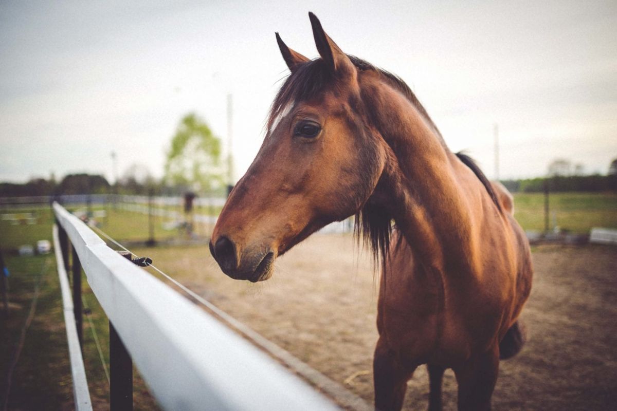 Brown horse at a fence