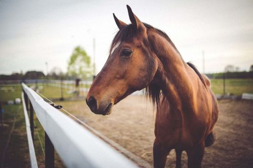 Brown horse at a fence