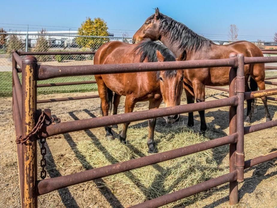 Horses outside in a fence