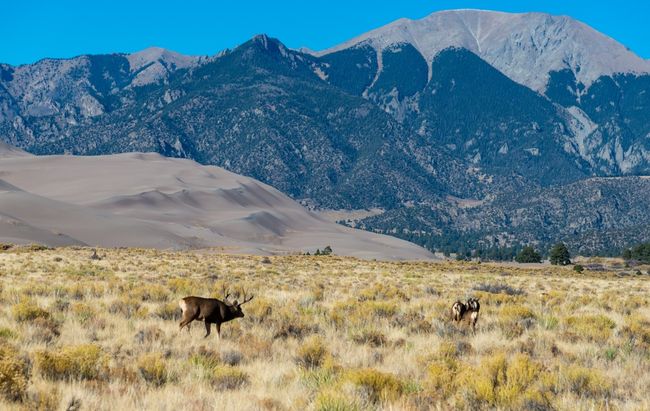 Herd of deer grazing in front of the Great Sand dunes and a mountain
