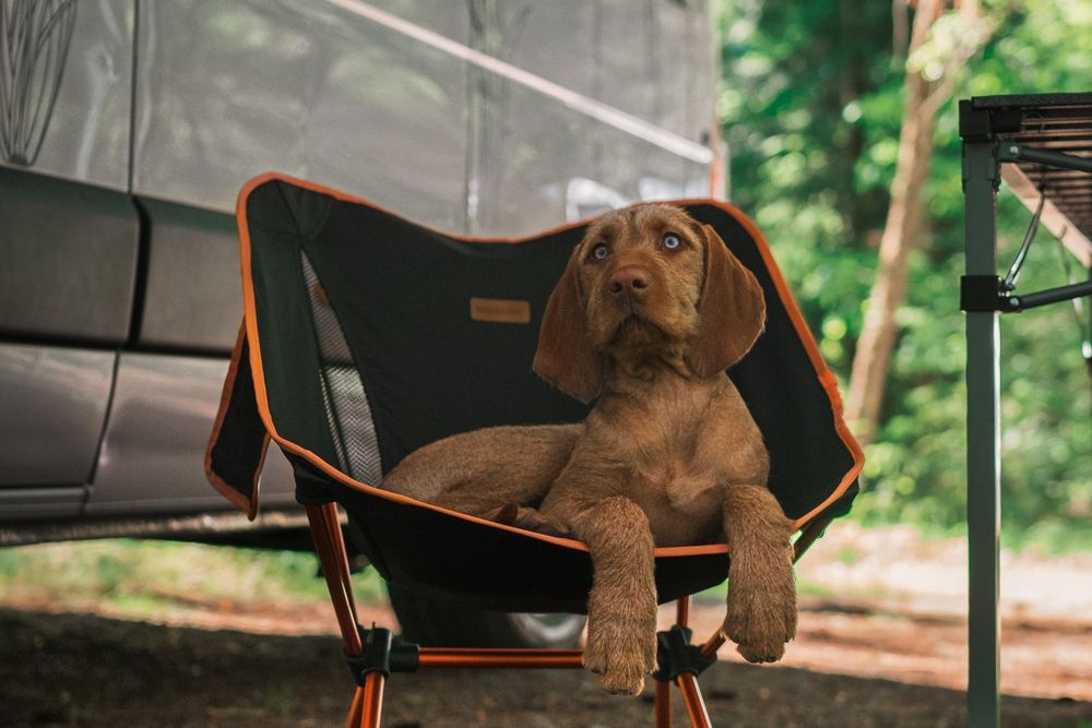 Puppy in a camping chair outside an RV