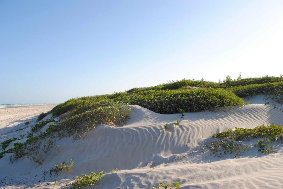 Sand Dunes in Mustang Island State Park