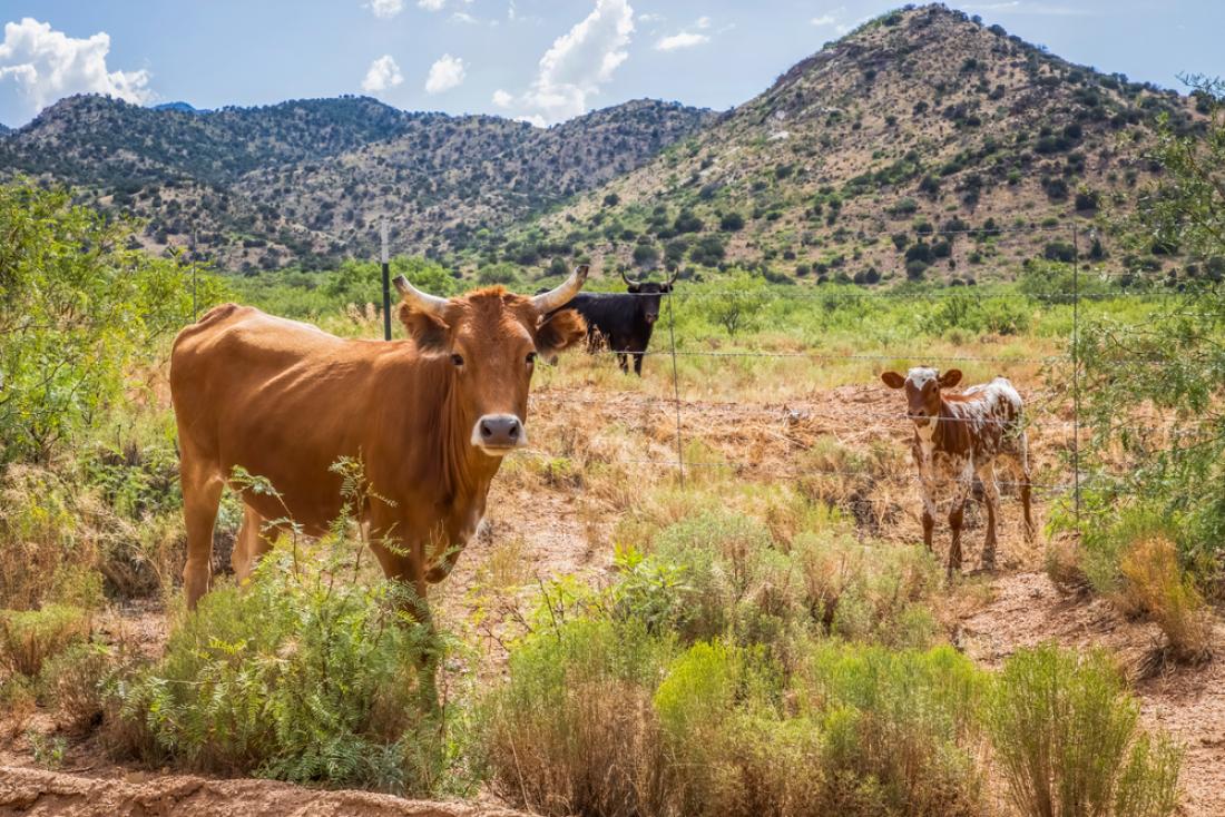Cows in a desert landscape