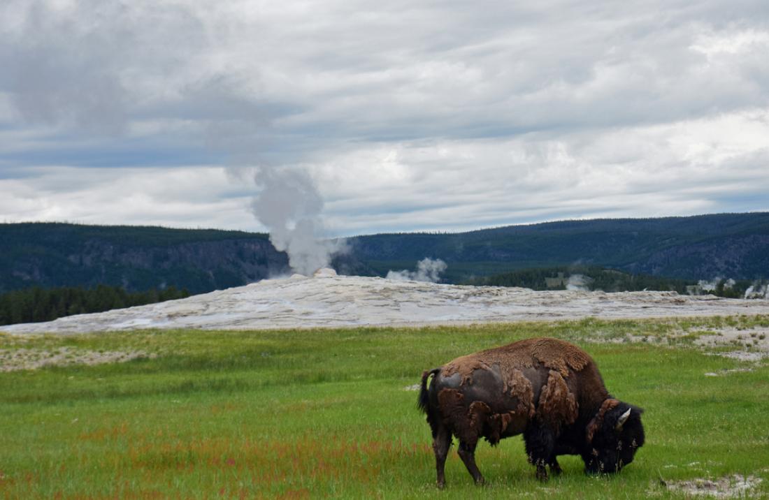 Bison in front of Old Faithful