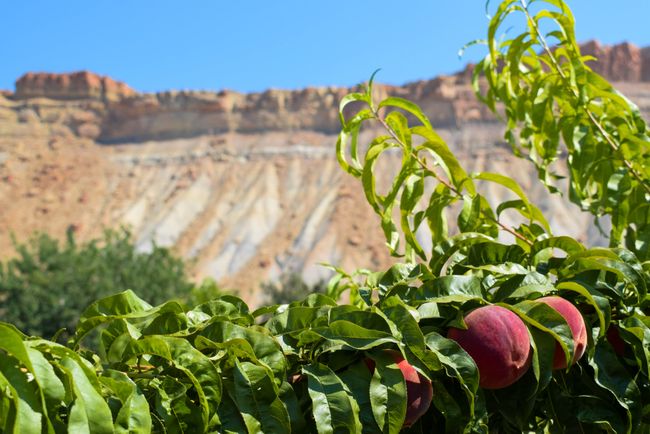 Peaches on a tree in front of a rock formation