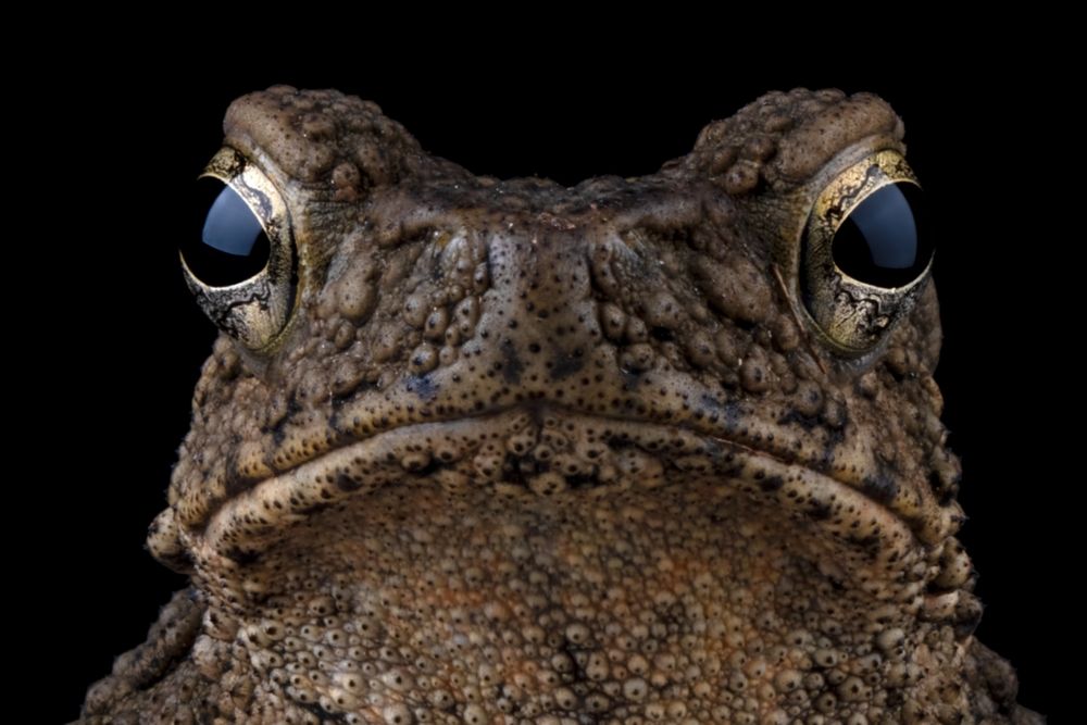 Close up of a common toad