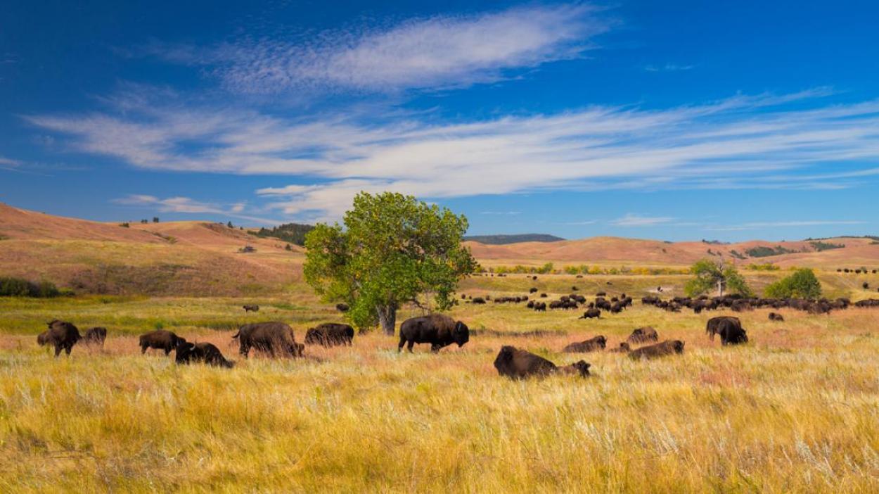 Bison on grasslands