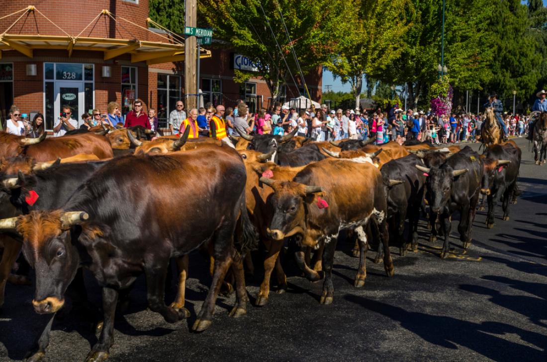 Washington State Fair Cattle Parade