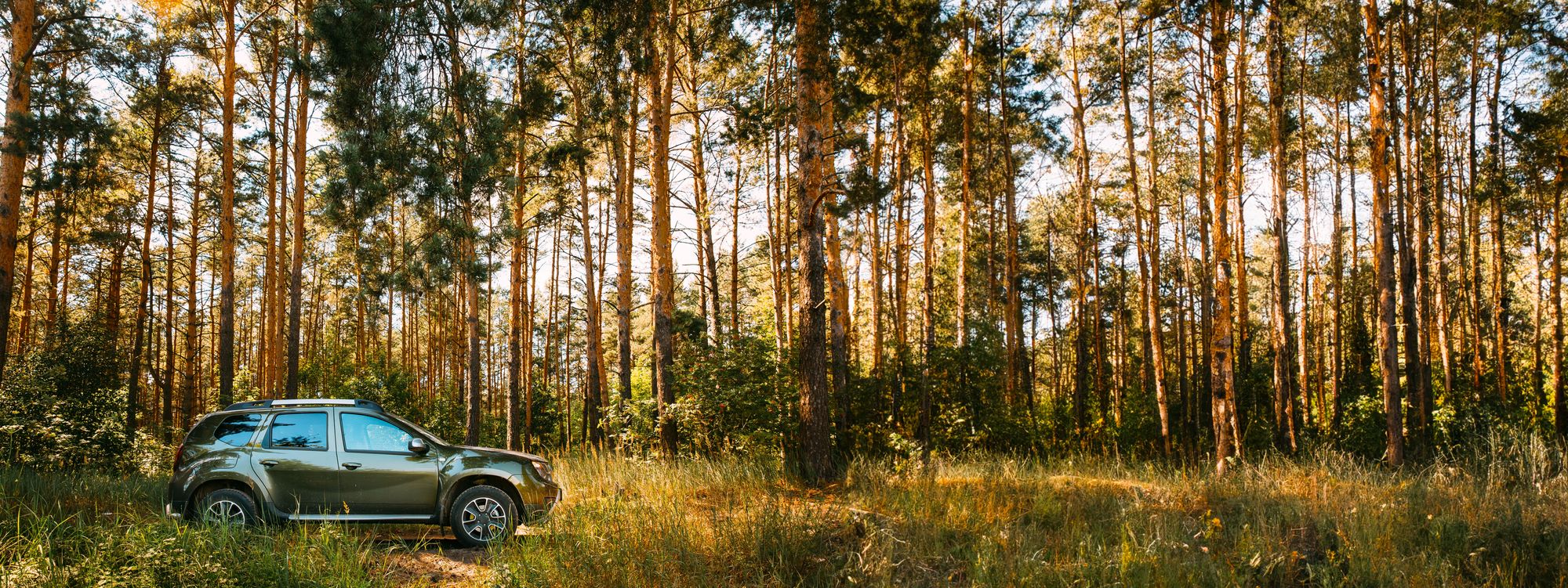 An SUV in a wooded area