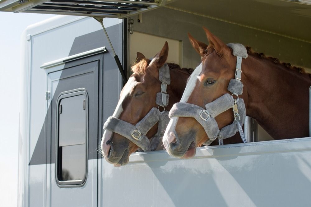 Two brown horses in a trailer