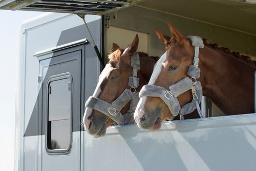 Two brown horses in a trailer