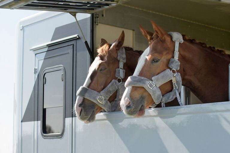Two brown horses in a trailer