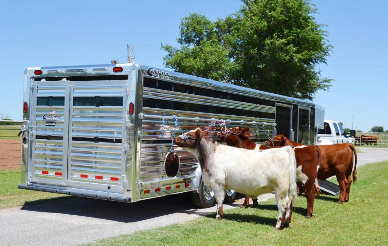 Happy cows in front of a Cimarron Livestock Trailer