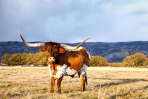 Longhorn in front of a mountain