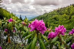 View of a rhododendron flower with Smoky Mountains behind it