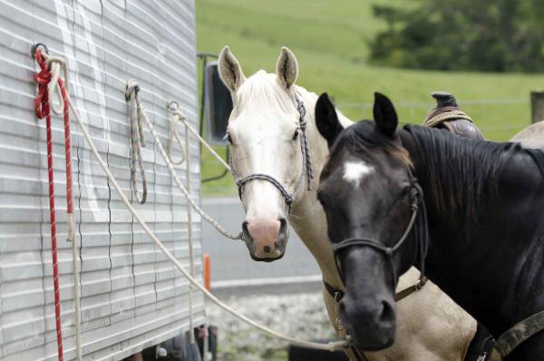 Two horses ties outside to the side of a trailer
