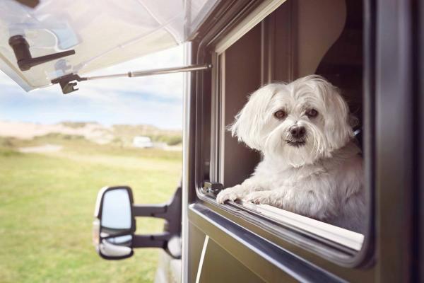 Small white dog sticking its head out of an open RV window