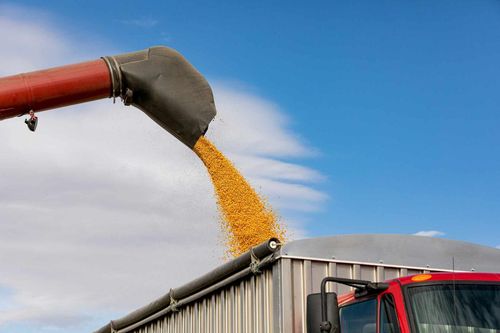 Crops being poured into a commercial trailer with blue skies behind it