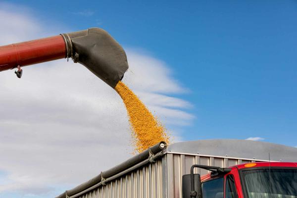Crops being poured into a commercial trailer with blue skies behind it