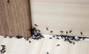 Ants swarming the baseboard of a structure