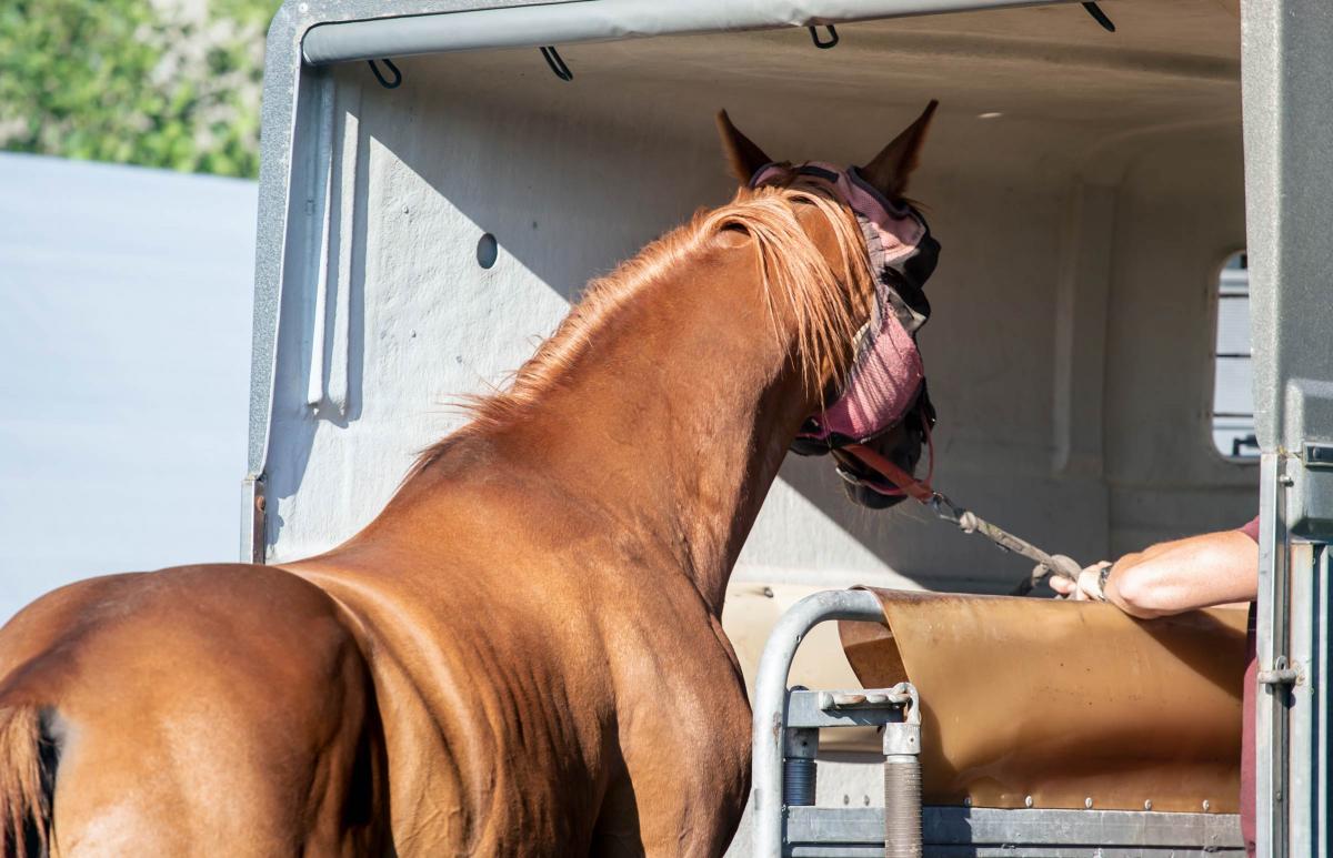 Brown horse being loaded into a trailer