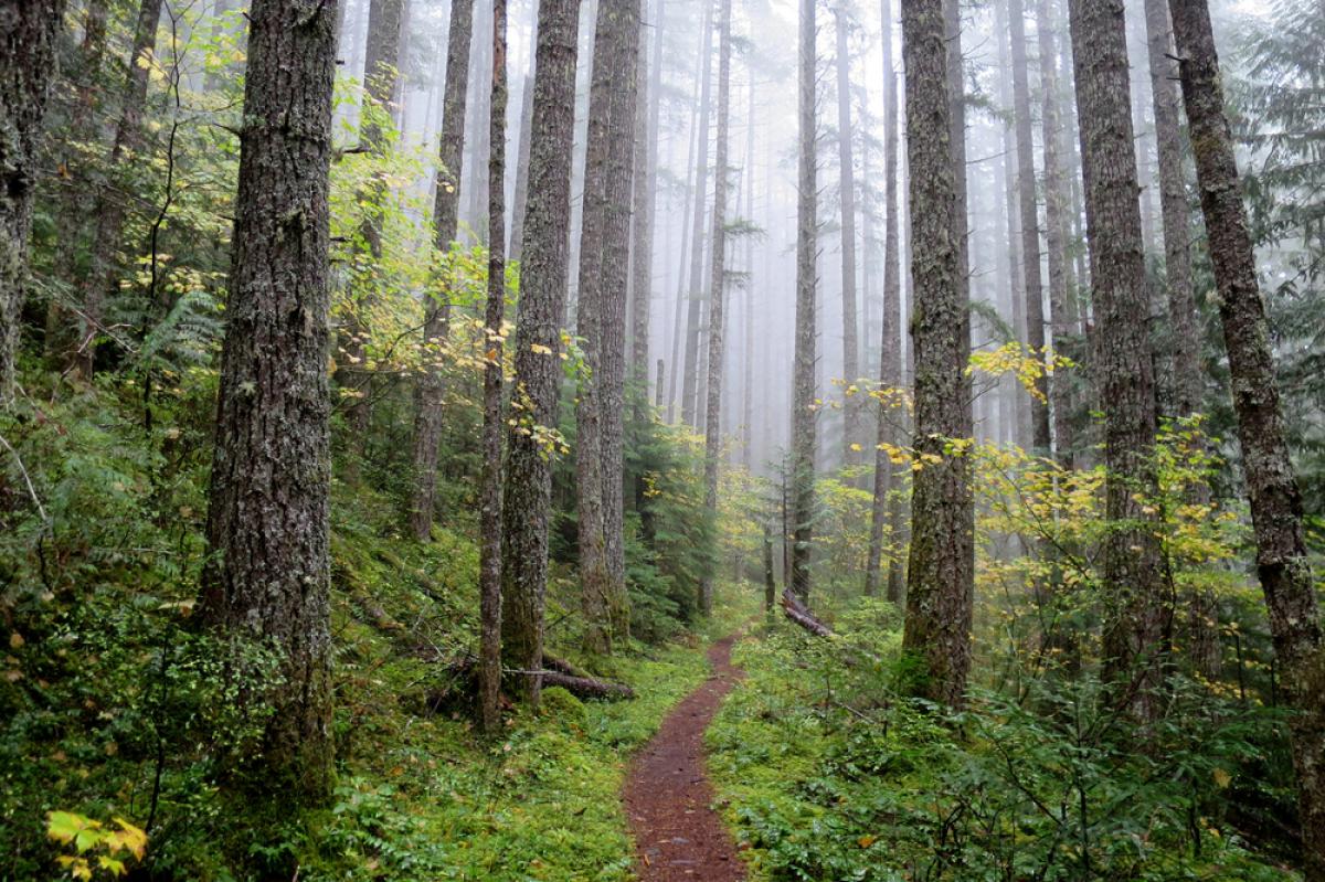 Trail through a forest in the Pacific Northwest