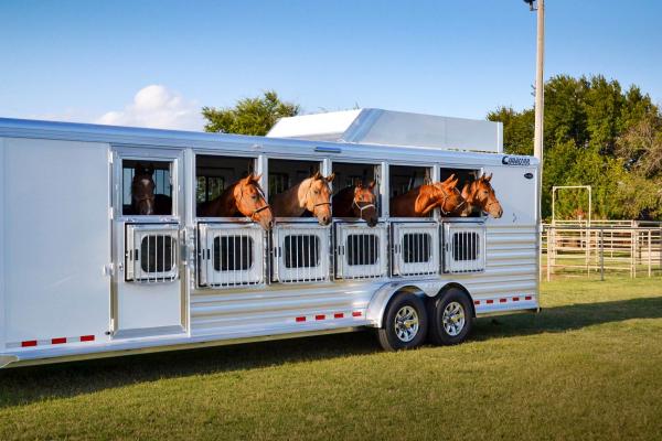Horses with their heads sticking out of a Cimarron Trailer while parked
