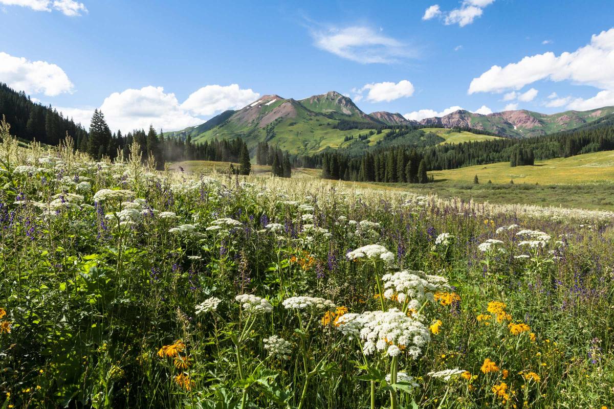 Flowers and field in front of a mountain in Gunnison County, Colorado