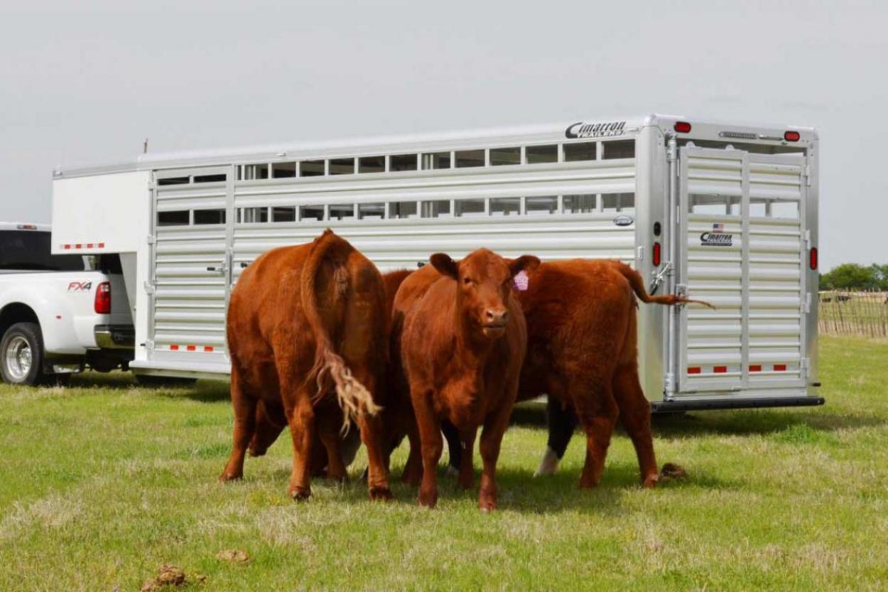 We Ensure The Best Used Livestock Trailers