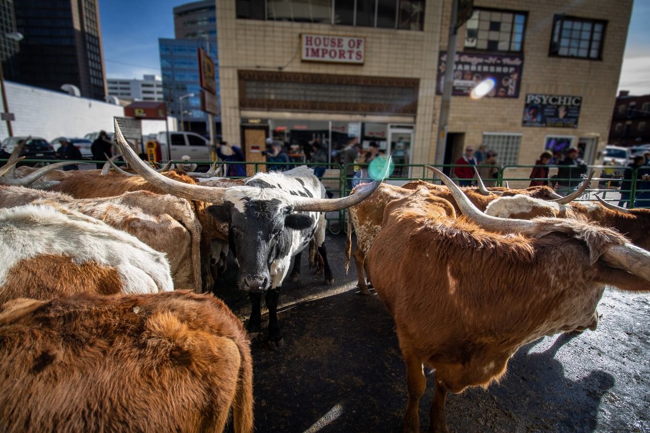 National Western Stock Show Cattle drive