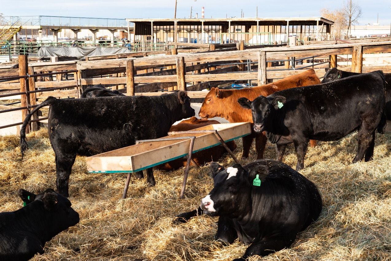 Cattle at the National Western Stock Show