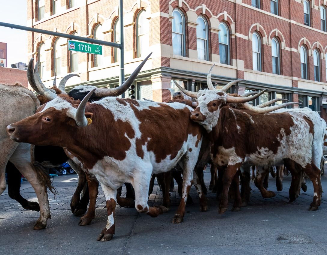 National Western Stock Show Cattle drive