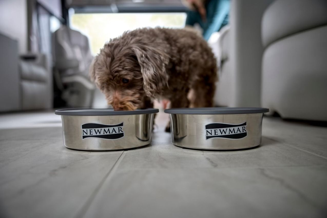 Dog with bowls inside an RV
