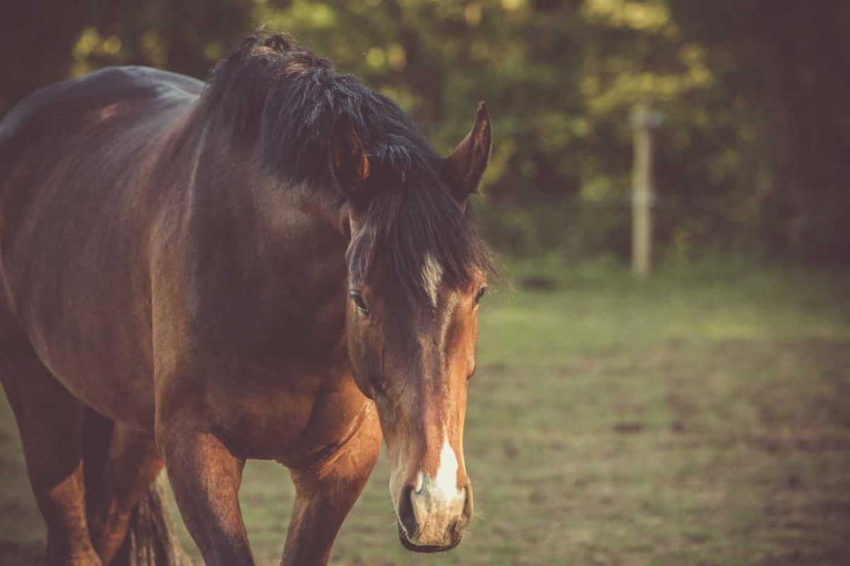 Up close of a brown horse