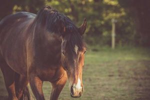Up close of a brown horse