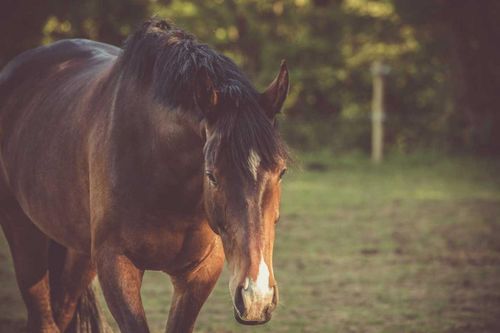 Up close of a brown horse