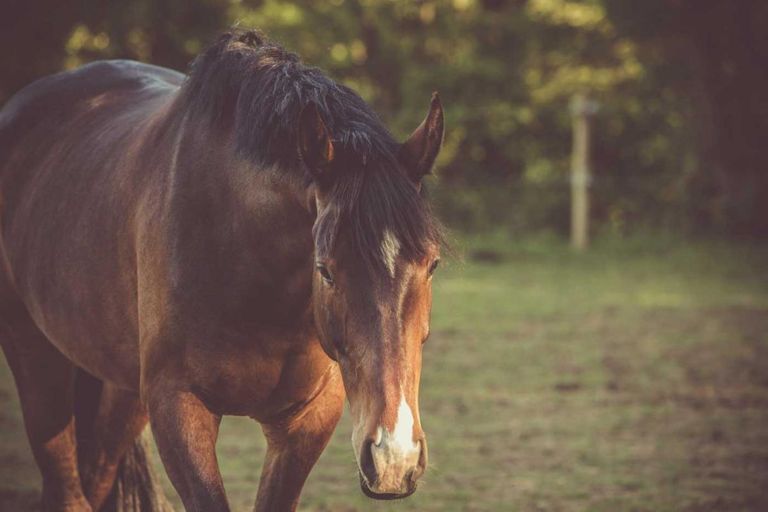 Up close of a brown horse