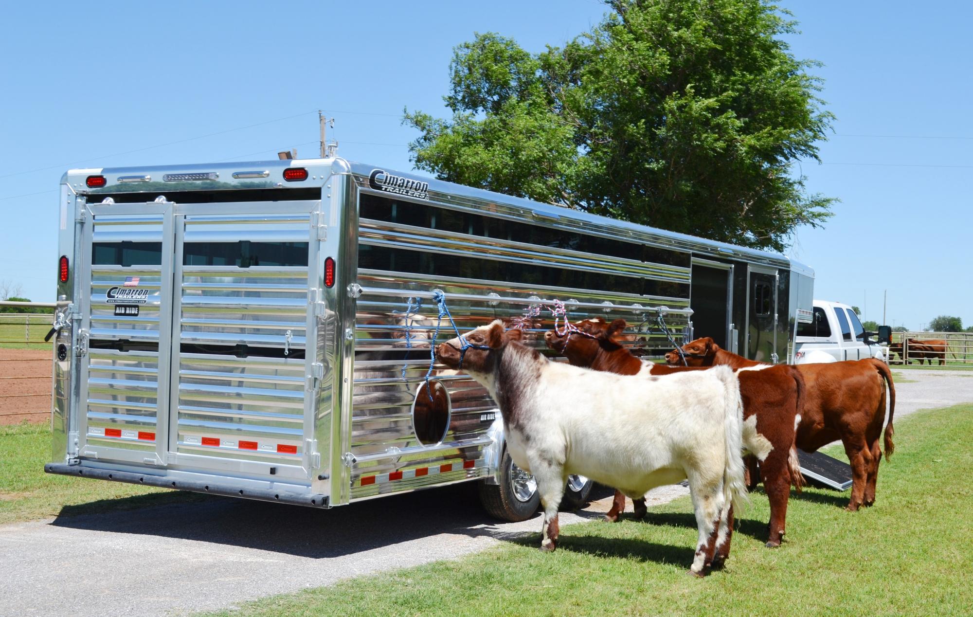 Cattle tied to a Cimarron trailer